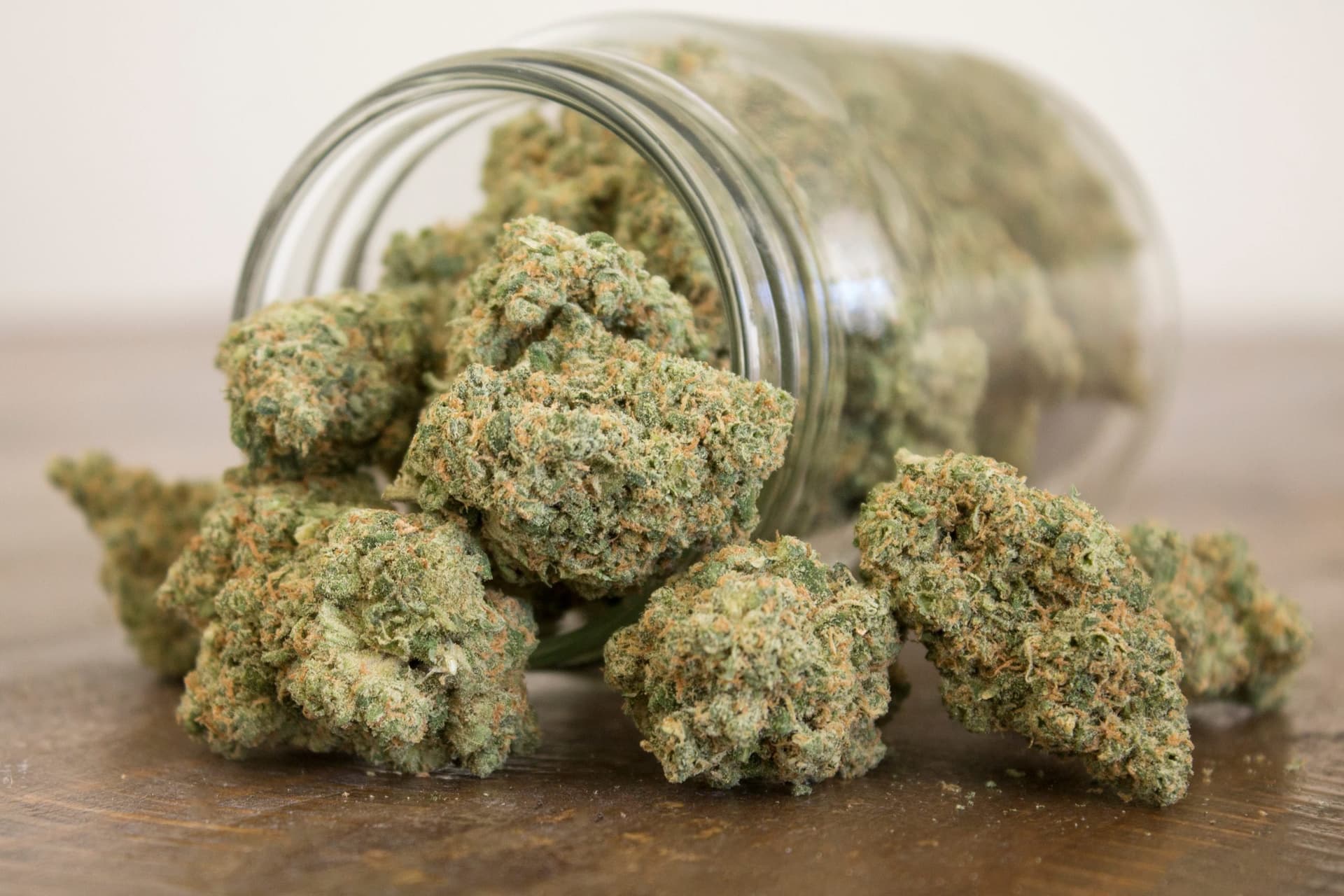 Hanfgenetik vom Feinsten – Cannabis Samen bestellen in großer Auswahl