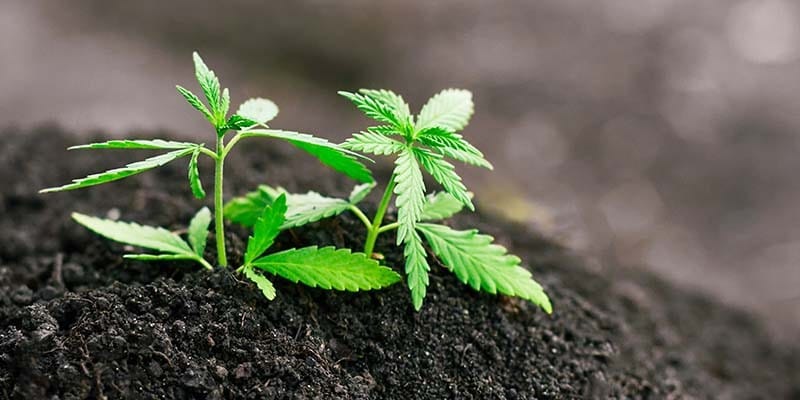Wo kann man hochwertiges CBD kaufen?