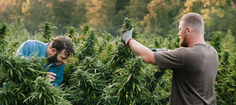 Cannabis Samen und soziale Gerechtigkeit: Systemische Probleme angehen